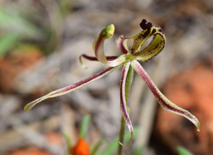 Caladenia barbarossa - Dragon Orchid - Orchid-dragon-latham-Sep-2018p0001.JPG